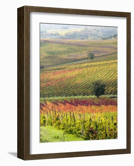 Italy, Tuscany, Val Dorcia. Colorful Vineyards and Olive Trees in Fall-Julie Eggers-Framed Photographic Print