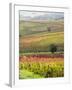 Italy, Tuscany, Val Dorcia. Colorful Vineyards and Olive Trees in Fall-Julie Eggers-Framed Photographic Print