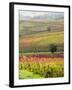 Italy, Tuscany, Val Dorcia. Colorful Vineyards and Olive Trees in Fall-Julie Eggers-Framed Photographic Print