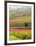 Italy, Tuscany, Val Dorcia. Colorful Vineyards and Olive Trees in Fall-Julie Eggers-Framed Photographic Print