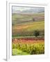 Italy, Tuscany, Val Dorcia. Colorful Vineyards and Olive Trees in Fall-Julie Eggers-Framed Photographic Print