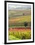 Italy, Tuscany, Val Dorcia. Colorful Vineyards and Olive Trees in Fall-Julie Eggers-Framed Photographic Print