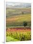 Italy, Tuscany, Val Dorcia. Colorful Vineyards and Olive Trees in Fall-Julie Eggers-Framed Photographic Print