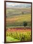 Italy, Tuscany, Val Dorcia. Colorful Vineyards and Olive Trees in Fall-Julie Eggers-Framed Photographic Print