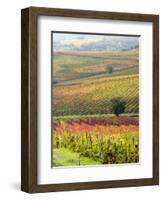 Italy, Tuscany, Val Dorcia. Colorful Vineyards and Olive Trees in Fall-Julie Eggers-Framed Photographic Print