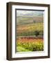 Italy, Tuscany, Val Dorcia. Colorful Vineyards and Olive Trees in Fall-Julie Eggers-Framed Photographic Print