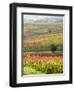 Italy, Tuscany, Val Dorcia. Colorful Vineyards and Olive Trees in Fall-Julie Eggers-Framed Photographic Print