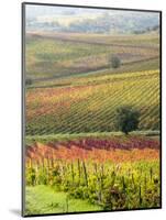 Italy, Tuscany, Val Dorcia. Colorful Vineyards and Olive Trees in Fall-Julie Eggers-Mounted Photographic Print