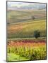 Italy, Tuscany, Val Dorcia. Colorful Vineyards and Olive Trees in Fall-Julie Eggers-Mounted Photographic Print