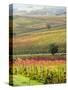 Italy, Tuscany, Val Dorcia. Colorful Vineyards and Olive Trees in Fall-Julie Eggers-Stretched Canvas