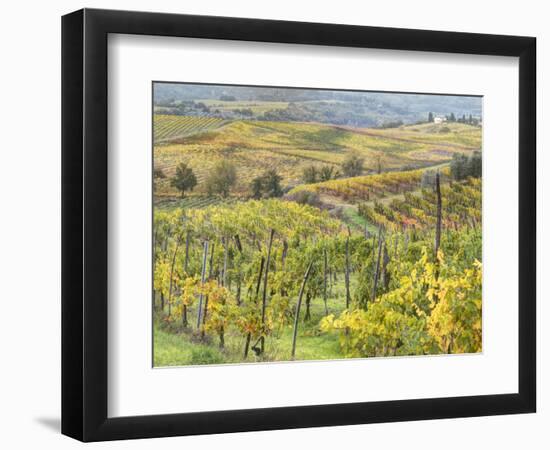 Italy, Tuscany, Val Dorcia. Colorful Vineyards and Olive Trees in Fall-Julie Eggers-Framed Photographic Print