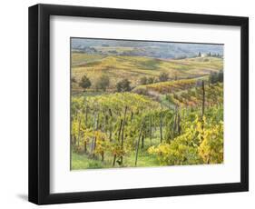 Italy, Tuscany, Val Dorcia. Colorful Vineyards and Olive Trees in Fall-Julie Eggers-Framed Photographic Print