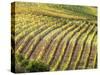 Italy, Tuscany, Val Dorcia. Colorful Vineyards in Autumn-Julie Eggers-Stretched Canvas