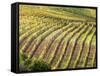 Italy, Tuscany, Val Dorcia. Colorful Vineyards in Autumn-Julie Eggers-Framed Stretched Canvas