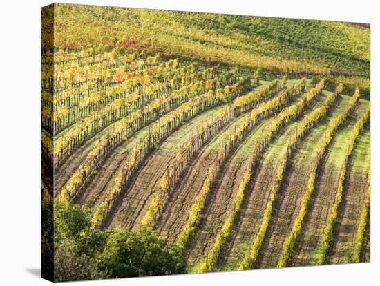 Italy, Tuscany, Val Dorcia. Colorful Vineyards in Autumn-Julie Eggers-Stretched Canvas