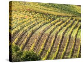 Italy, Tuscany, Val Dorcia. Colorful Vineyards in Autumn-Julie Eggers-Stretched Canvas