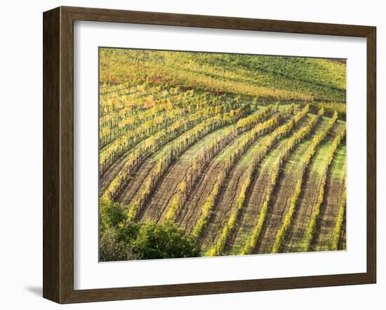 Italy, Tuscany, Val Dorcia. Colorful Vineyards in Autumn-Julie Eggers-Framed Premium Photographic Print