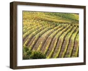 Italy, Tuscany, Val Dorcia. Colorful Vineyards in Autumn-Julie Eggers-Framed Premium Photographic Print