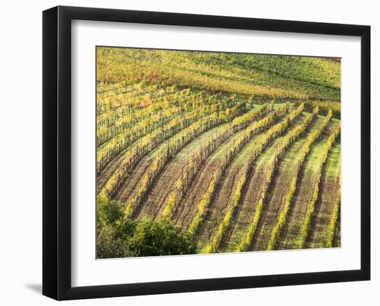 Italy, Tuscany, Val Dorcia. Colorful Vineyards in Autumn-Julie Eggers-Framed Premium Photographic Print