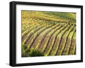 Italy, Tuscany, Val Dorcia. Colorful Vineyards in Autumn-Julie Eggers-Framed Premium Photographic Print