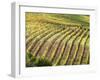 Italy, Tuscany, Val Dorcia. Colorful Vineyards in Autumn-Julie Eggers-Framed Premium Photographic Print