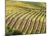 Italy, Tuscany, Val Dorcia. Colorful Vineyards in Autumn-Julie Eggers-Mounted Premium Photographic Print