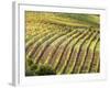 Italy, Tuscany, Val Dorcia. Colorful Vineyards in Autumn-Julie Eggers-Framed Photographic Print