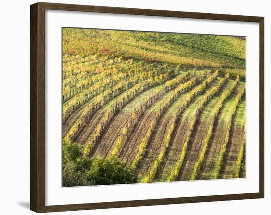 Italy, Tuscany, Val Dorcia. Colorful Vineyards in Autumn-Julie Eggers-Framed Photographic Print