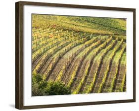 Italy, Tuscany, Val Dorcia. Colorful Vineyards in Autumn-Julie Eggers-Framed Photographic Print