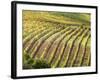 Italy, Tuscany, Val Dorcia. Colorful Vineyards in Autumn-Julie Eggers-Framed Photographic Print