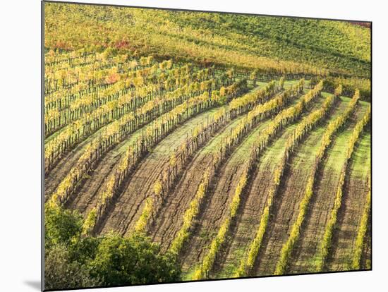 Italy, Tuscany, Val Dorcia. Colorful Vineyards in Autumn-Julie Eggers-Mounted Photographic Print