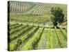 Italy, Tuscany, Val Dorcia. Colorful Vineyards in Autumn-Julie Eggers-Stretched Canvas