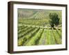 Italy, Tuscany, Val Dorcia. Colorful Vineyards in Autumn-Julie Eggers-Framed Premium Photographic Print