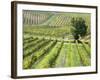 Italy, Tuscany, Val Dorcia. Colorful Vineyards in Autumn-Julie Eggers-Framed Photographic Print