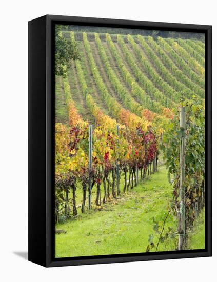 Italy, Tuscany, Val Dorcia. Colorful Vineyards in Autumn-Julie Eggers-Framed Stretched Canvas