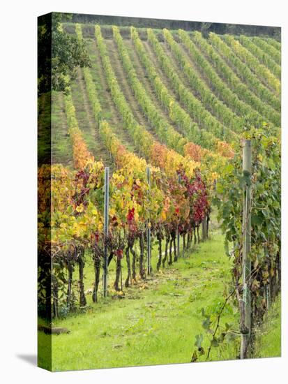 Italy, Tuscany, Val Dorcia. Colorful Vineyards in Autumn-Julie Eggers-Stretched Canvas