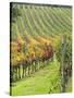 Italy, Tuscany, Val Dorcia. Colorful Vineyards in Autumn-Julie Eggers-Stretched Canvas