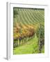 Italy, Tuscany, Val Dorcia. Colorful Vineyards in Autumn-Julie Eggers-Framed Premium Photographic Print