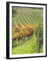 Italy, Tuscany, Val Dorcia. Colorful Vineyards in Autumn-Julie Eggers-Framed Premium Photographic Print