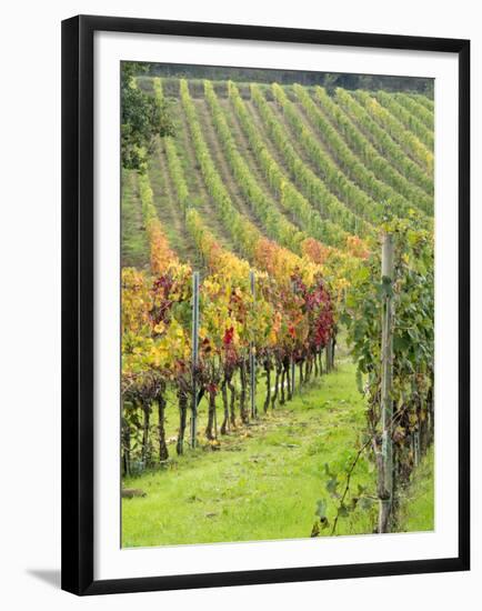 Italy, Tuscany, Val Dorcia. Colorful Vineyards in Autumn-Julie Eggers-Framed Premium Photographic Print