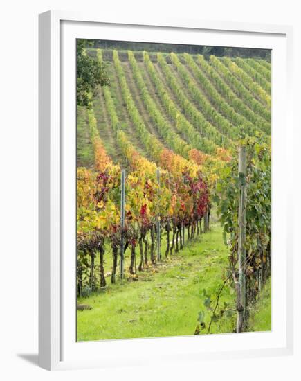 Italy, Tuscany, Val Dorcia. Colorful Vineyards in Autumn-Julie Eggers-Framed Premium Photographic Print