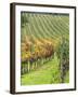 Italy, Tuscany, Val Dorcia. Colorful Vineyards in Autumn-Julie Eggers-Framed Premium Photographic Print