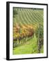 Italy, Tuscany, Val Dorcia. Colorful Vineyards in Autumn-Julie Eggers-Framed Premium Photographic Print