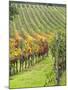 Italy, Tuscany, Val Dorcia. Colorful Vineyards in Autumn-Julie Eggers-Mounted Premium Photographic Print
