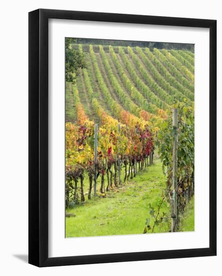 Italy, Tuscany, Val Dorcia. Colorful Vineyards in Autumn-Julie Eggers-Framed Photographic Print