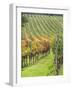 Italy, Tuscany, Val Dorcia. Colorful Vineyards in Autumn-Julie Eggers-Framed Photographic Print