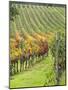 Italy, Tuscany, Val Dorcia. Colorful Vineyards in Autumn-Julie Eggers-Mounted Photographic Print