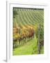 Italy, Tuscany, Val Dorcia. Colorful Vineyards in Autumn-Julie Eggers-Framed Photographic Print