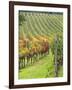 Italy, Tuscany, Val Dorcia. Colorful Vineyards in Autumn-Julie Eggers-Framed Photographic Print