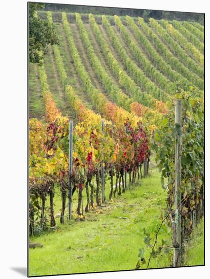 Italy, Tuscany, Val Dorcia. Colorful Vineyards in Autumn-Julie Eggers-Mounted Photographic Print